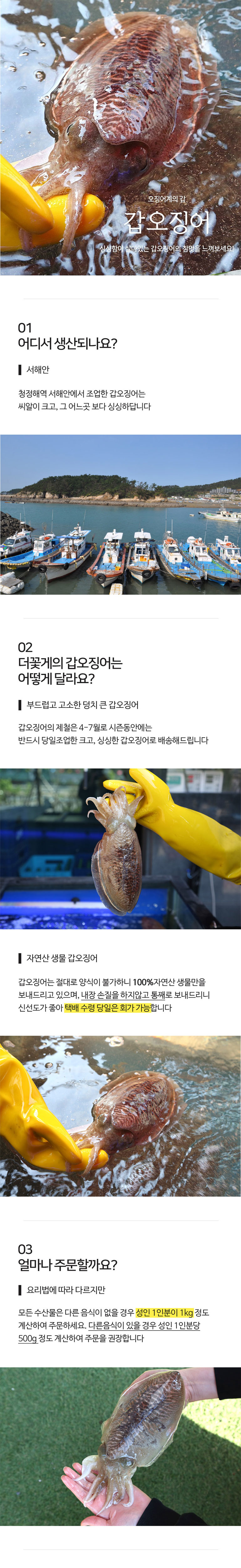 더꽃게] 갑오징어 1Kg 활 오징어 생물 급냉 오징어회 통찜가능 - 티몬